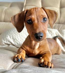 K3253 Endearing Dachshund Premium Long Body Puppy