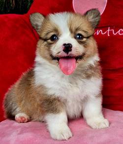 CORGI PUPPIES C174 🌻 cheeky Puppy  Male~Female