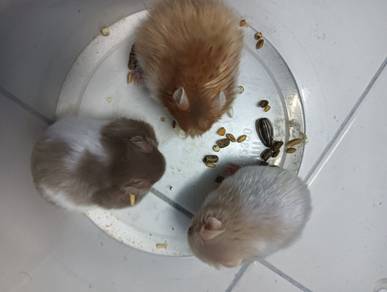 hamster syrian 