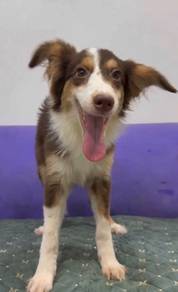 Border collie mka certificate
