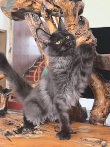 mainecoon