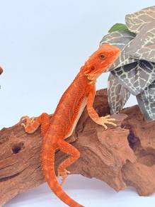 Bearded Dragon