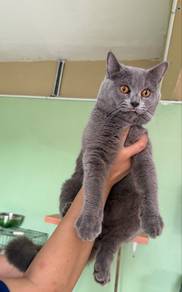 Bsh