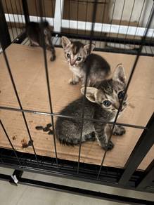 kittens free adoption