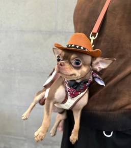 Chihuahua