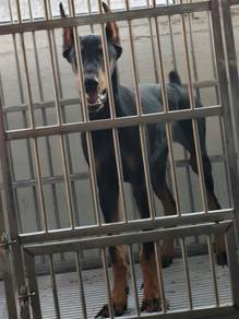 Europeon Doberman Male