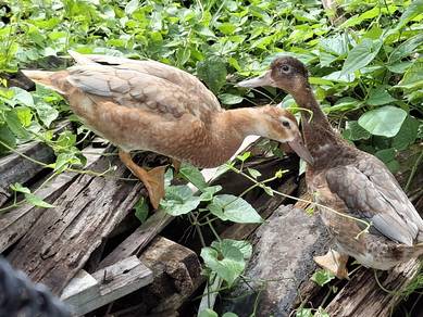 itik mallard @kampung