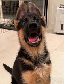 German shepherd