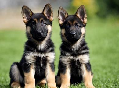 DDR (East German) German Shepherd puppie for sale