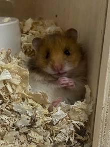 hamster
