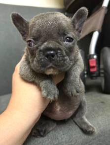Frenchie blue female