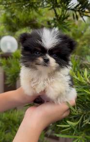 Pomeranian