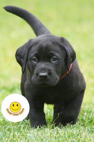 GGTT-1007 Labrador obedient black haired puppy
