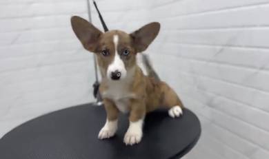 Cardigan Welsh Corgi