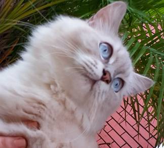 Ragdoll Kitten