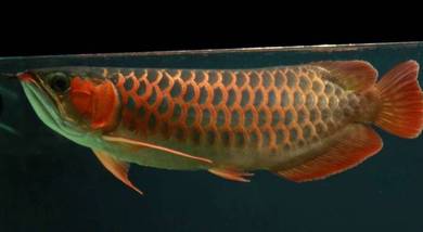 Chili red arowana 14 inch -wholesale price