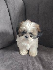 Shih Tzu Cute Female