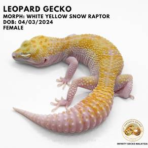 Leopard Gecko Malaysia White Yellow Snow Raptor