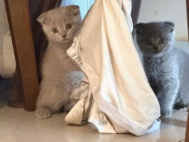 scottish fold female kitten