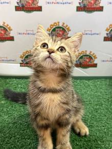American Shorthair kitten brown tabby