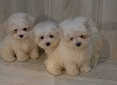Maltese puppy for sale 