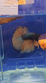 Mustard Gas Betta Fish Ikan Laga Halfmoon 