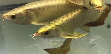 arowana golden crossback 8 inch-wholesale price