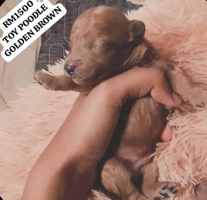 Toy poodle 