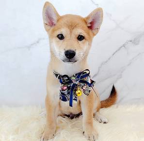 Shiba