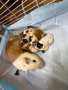 guinea pig