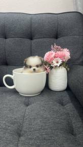 TeaCup sized female Pomeranian Puppy