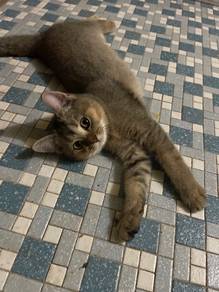 bsh golden