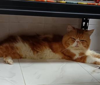 pure excotic longhair jantan 