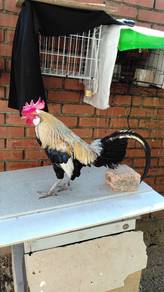 ayam hutan