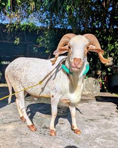 Kambing jantan damara cross