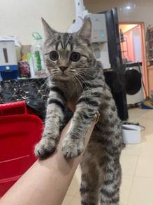 kitten bsh silver shaded area kngar perlis