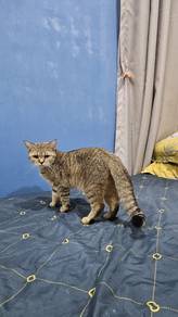 British Shorthair Male (BSH)