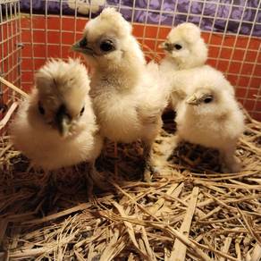 anak Ayam silkie , american silkie chick