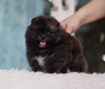 POMERANIAN PUPPIES P146 available cute cute