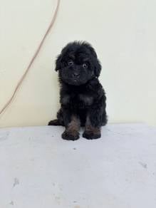 maltese mix poodle maltipoo