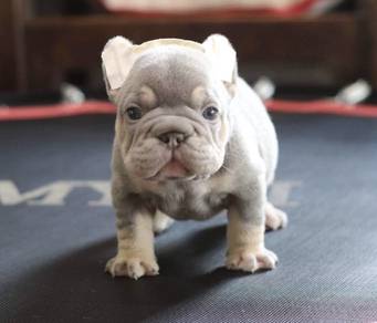 FRENCH BULLDOG PUPPIES VIP236🌻Cute & Healthy Girl