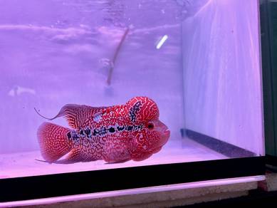 Super red magma flowerhorn
