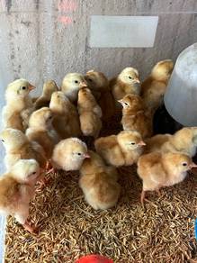 Anak Ayam RIR Rhode island Red