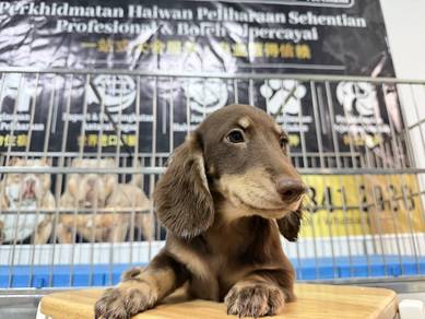 Mini long-haired dachshund