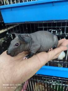 guinea pig skinny