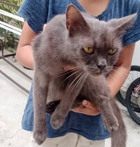 BSH mix Persian 