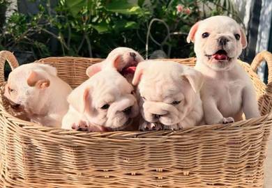 FRENCH BULLDOG PUPPIES VIP839🌻 Boy-Girl Cream