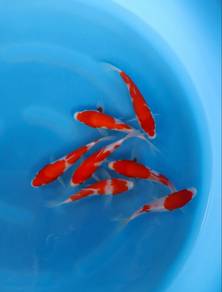 Japanese koi