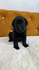 Labrador Black