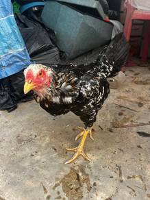 induk ayam ratu lhk